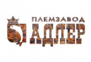 Адлер